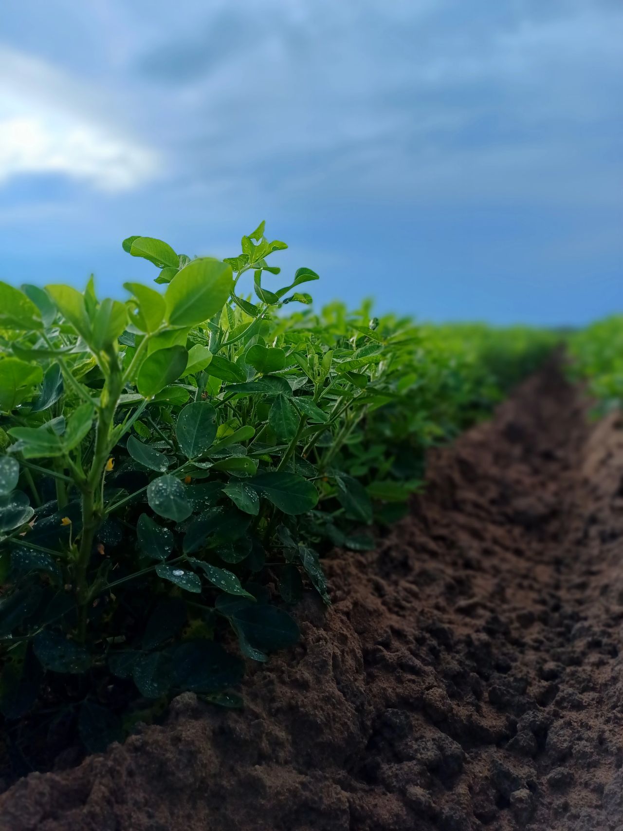 Malawi farm seeds